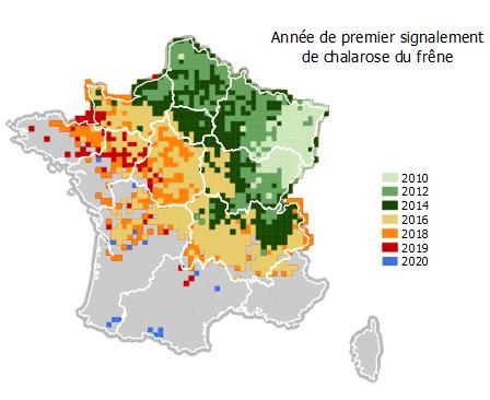 Progress-Chalarosis