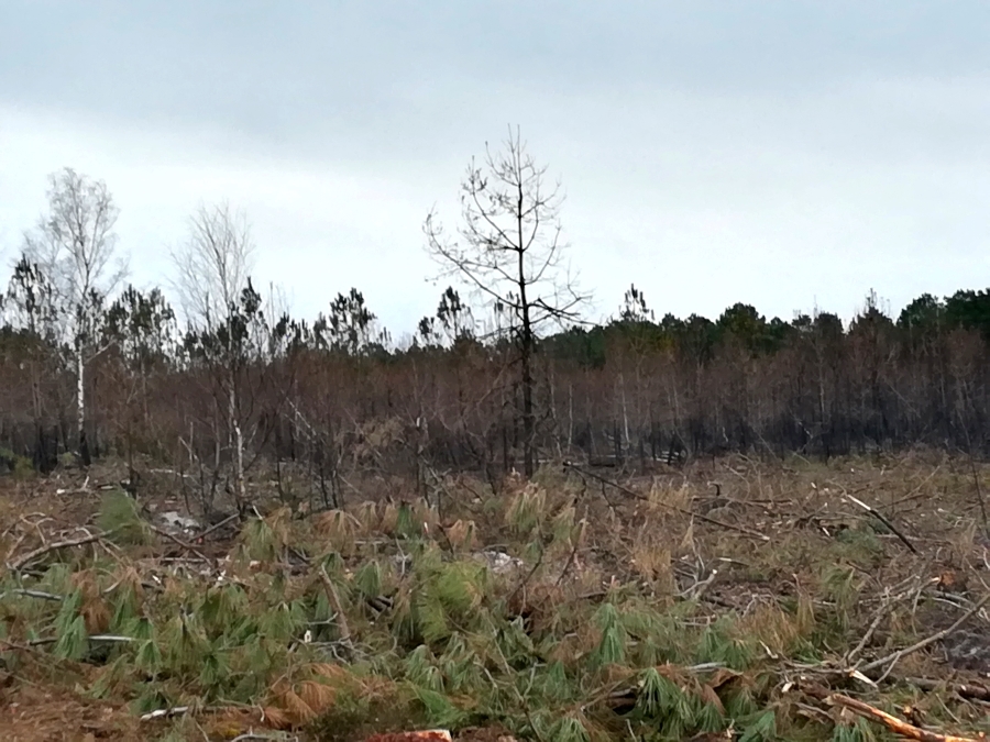 Forêt incendiée