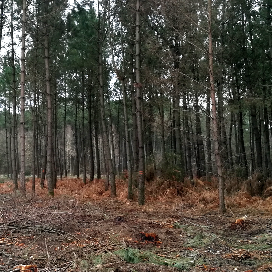 Coupe des bois incendiés