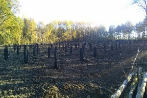 Je suis un forestier