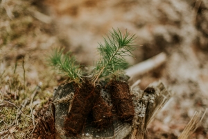 Parrainer les arbres et la biodiversité