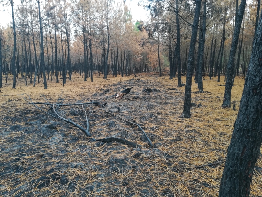 Reforestation Saint-Mars d'Outillé, Sarthe (72)