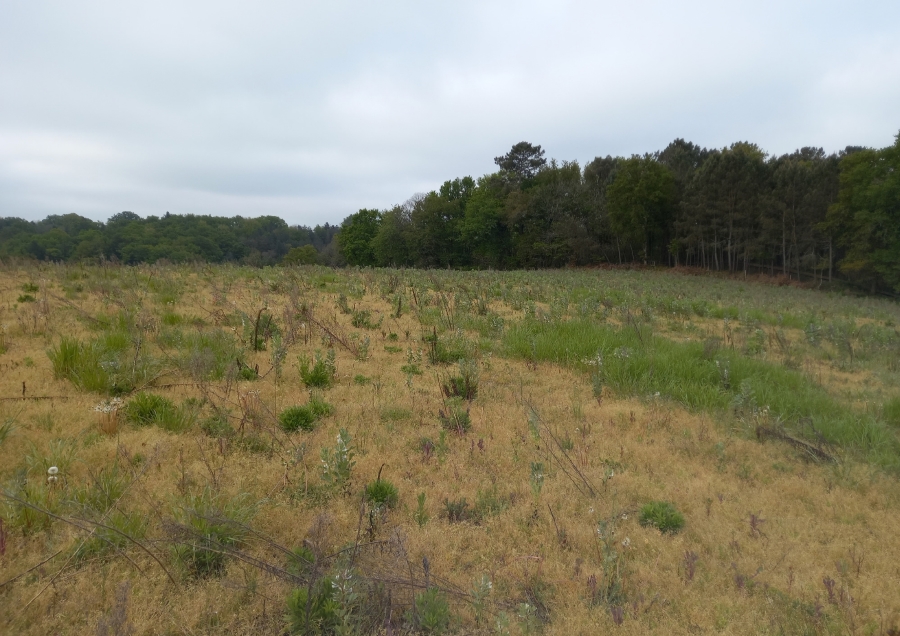 Boisement Mant, Landes