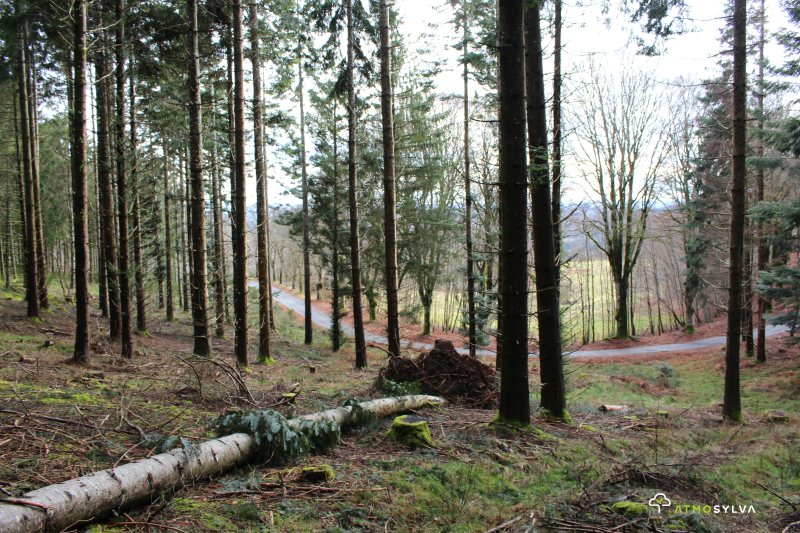 Reforestation  Meymac (19)