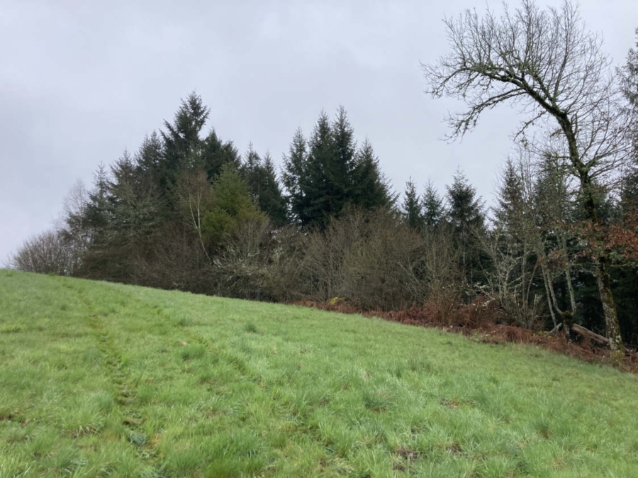 Afforestation Saint-Exupéry-les-Roches, Corrèze