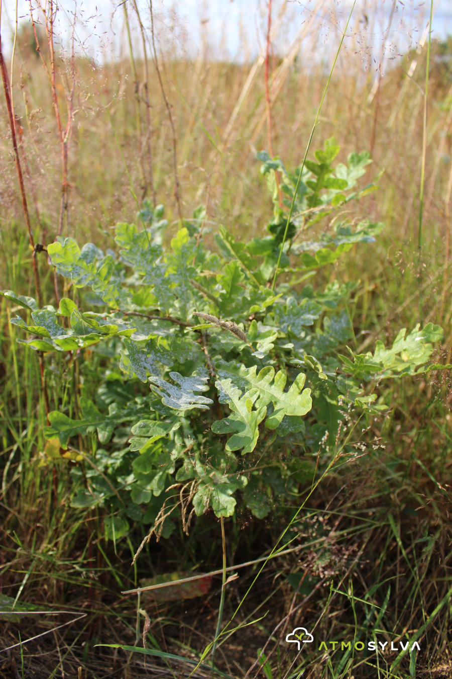 Forest plant oak