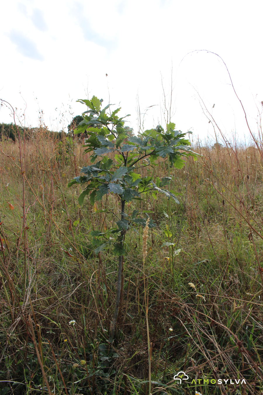 Oak afforestation