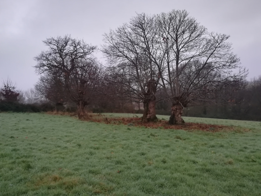 Afforestation Val-Couesnon, Ille-et-Vilaine