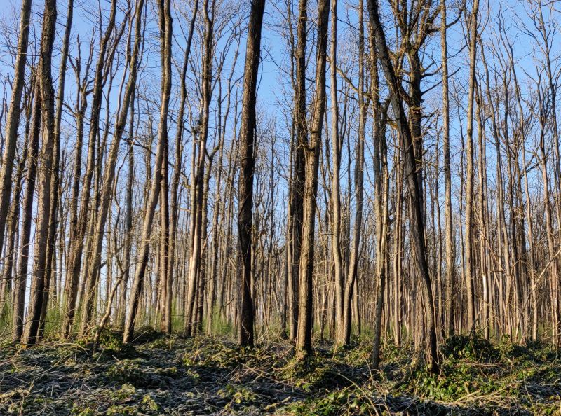 Reboisement forêt incendiée Richarville 