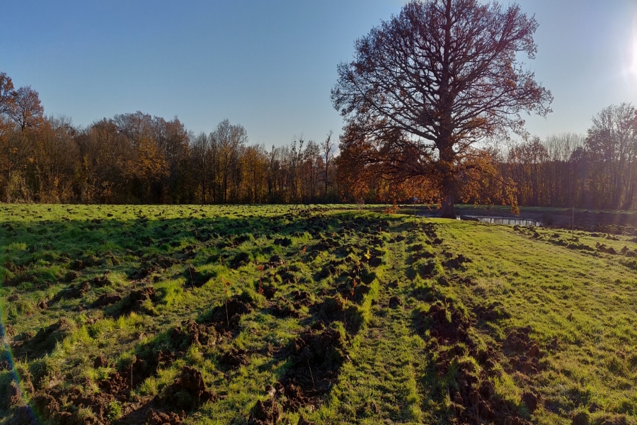 Afforestation Batilly-en-Puisaye, Loiret (45) - Spot A 62