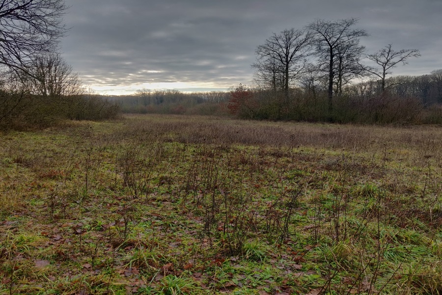 Afforestation