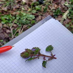 Observations botanique (ici Lierre terrestre)