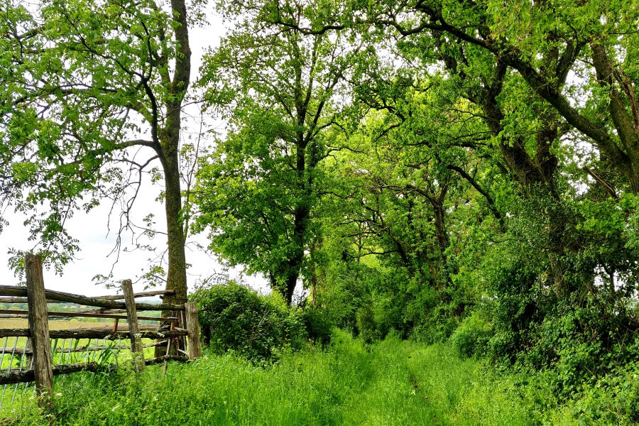 Boisement Torcé-Viviers-en-Charnie, Mayenne (53)