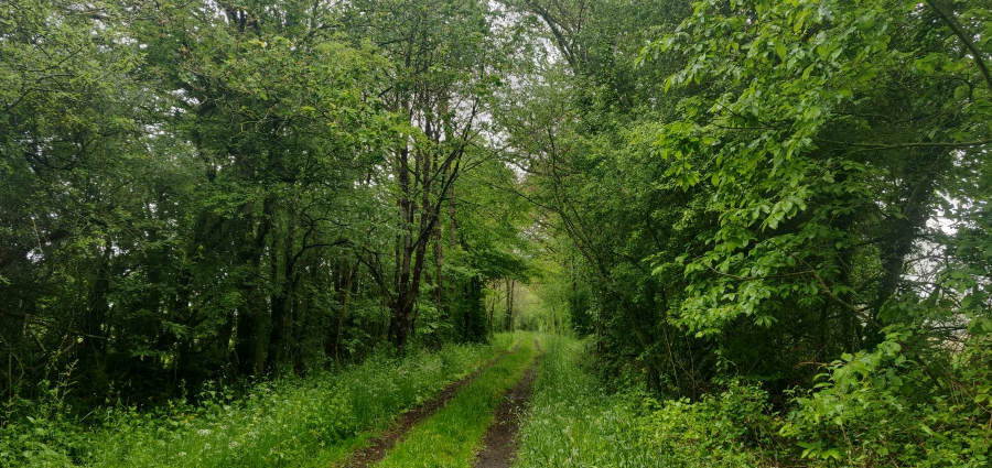 Chemin à travers les bocages