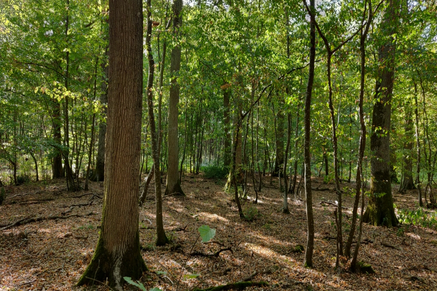 Retrouvez d'autres informations sur notre journal des forêts