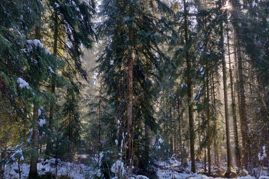 Forêts multifonctionnelles - Couvert continu