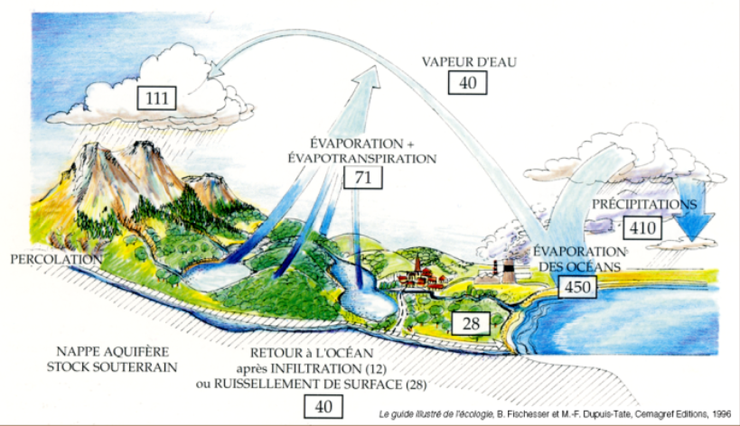 Tree and water cycle