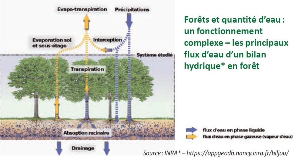 Bilan hydrique