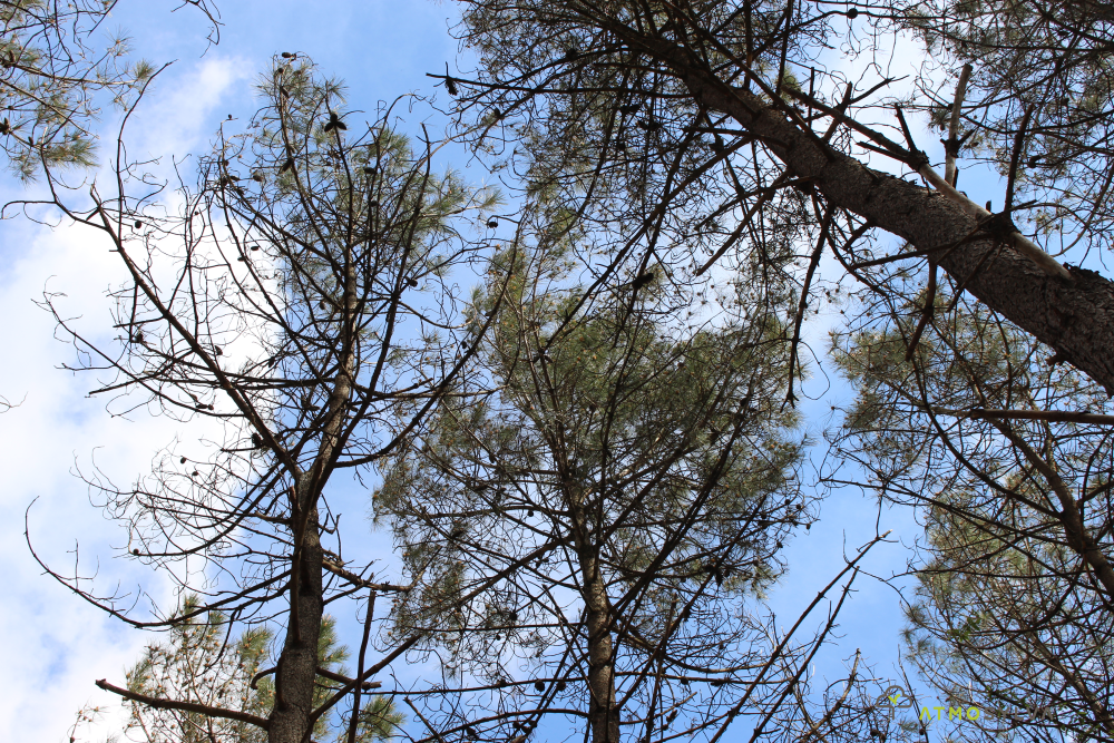 forêt dépérissante