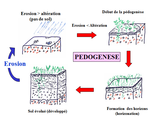 Pédogénèse