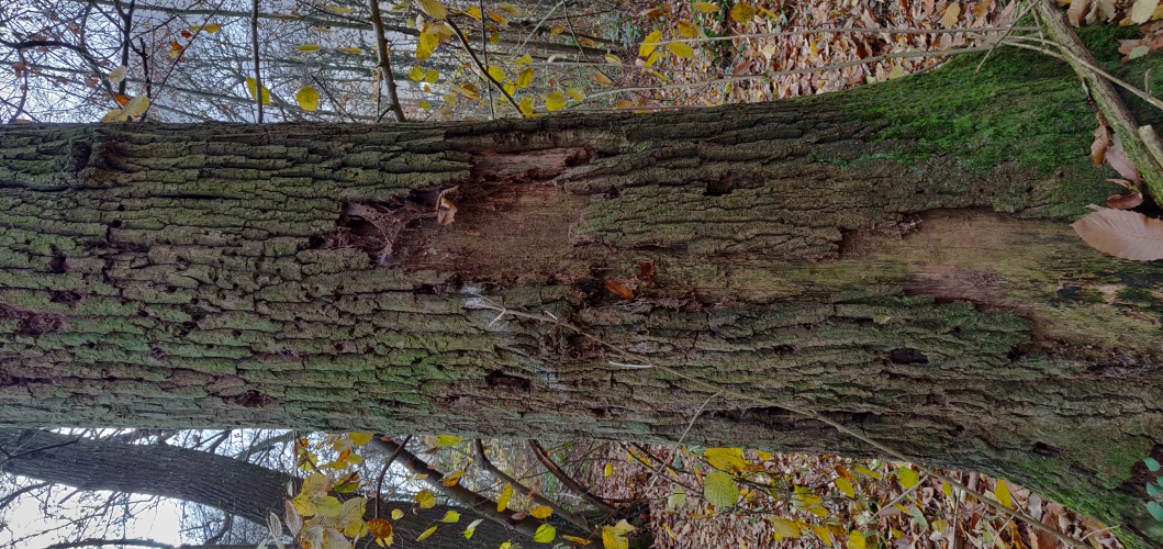 Habitat tree bark