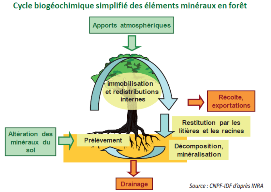 cycle biogéochimique