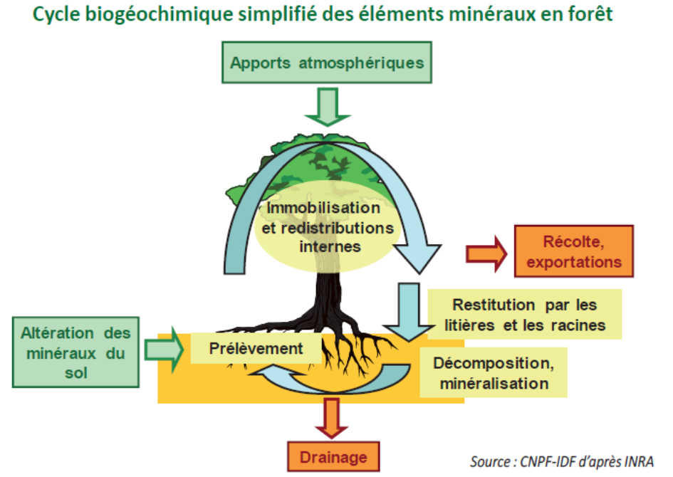 biogeochemical cycle