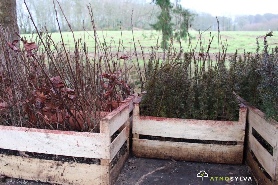 Afforestation Maen Roch, Ille-et-Vilaine