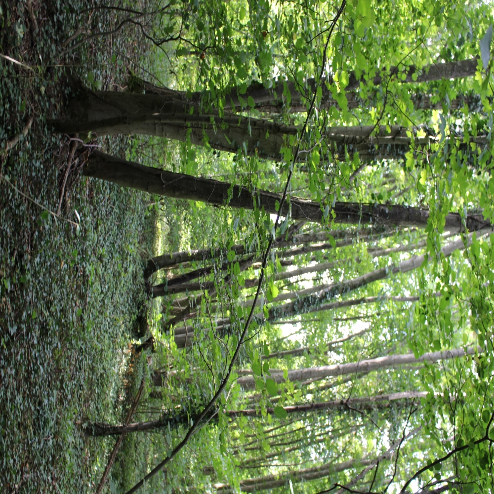 Conversion of coppice into high forest