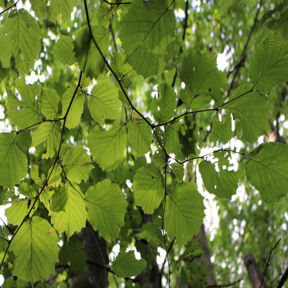 Restoring degraded forests