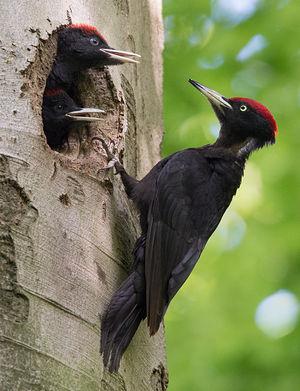 Black woodpecker biodiversity
