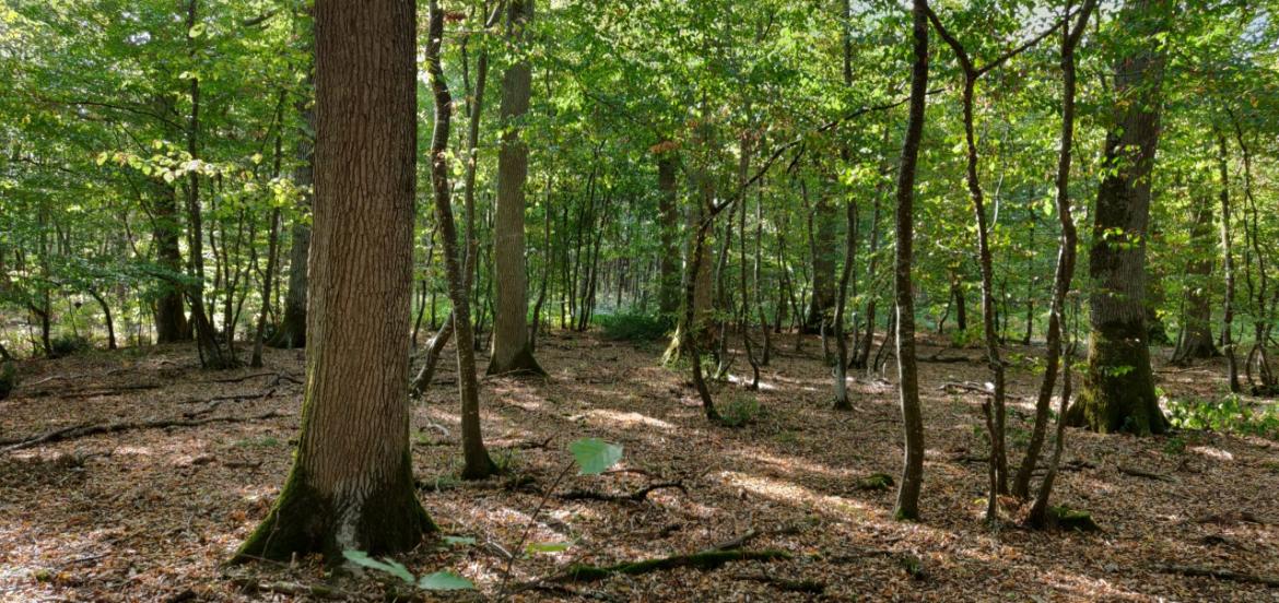 chêne forêt