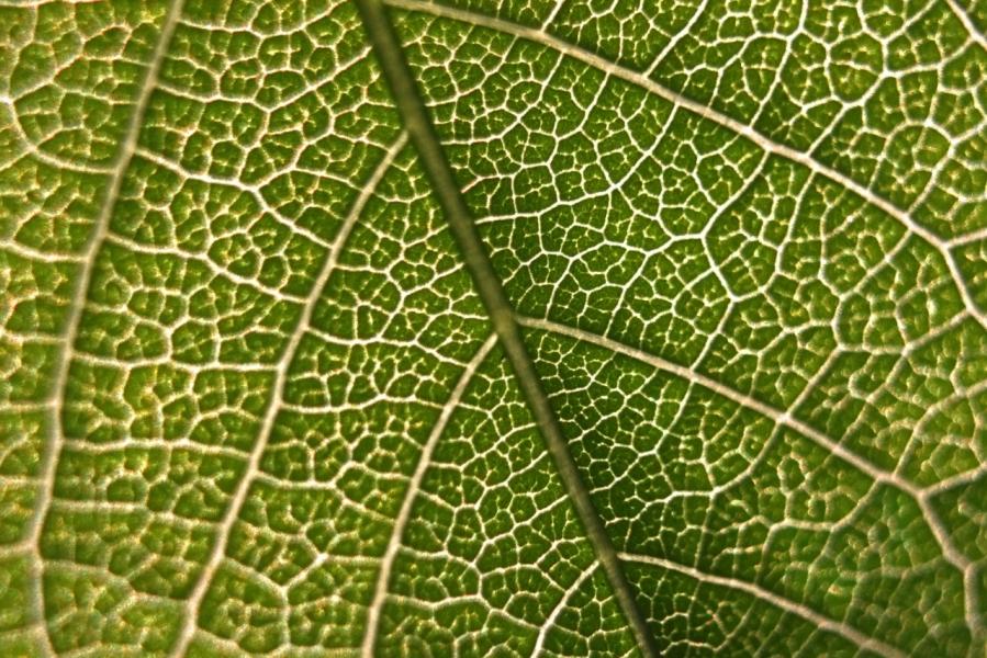 Feuille arbre