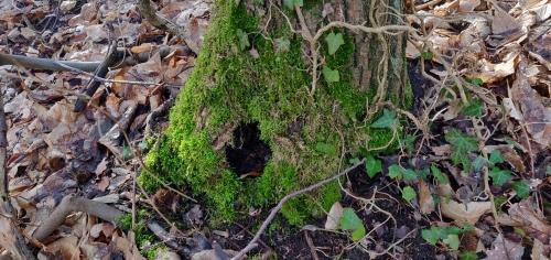 tree habitat atmosylva