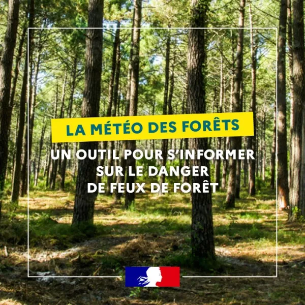 La météo des forêts