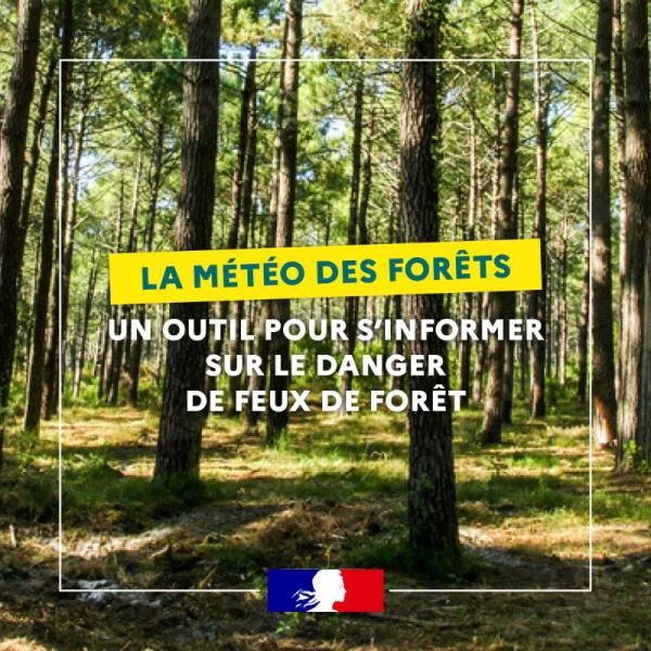 Forest weather