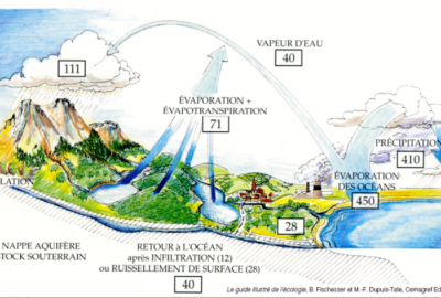 tree and water cycle