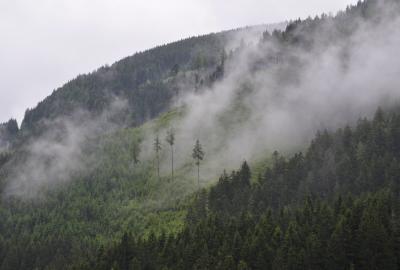 forest cloud