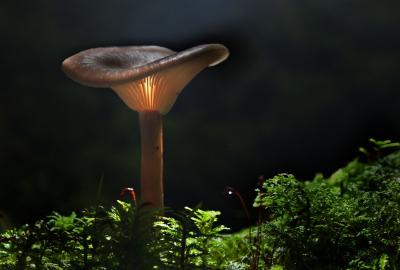 Mushroom