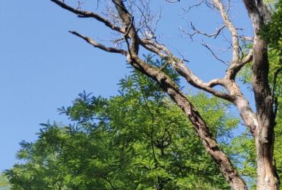 Arbre dépérissement