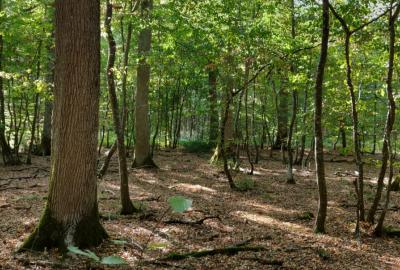 chêne forêt