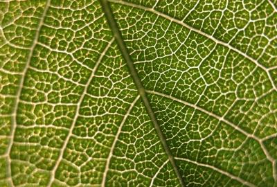 Feuille arbre