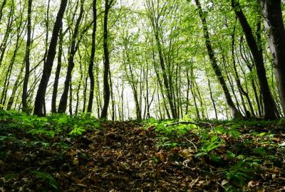 Forest soil