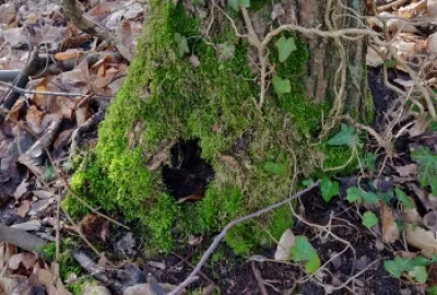 arbre habitat atmosylva