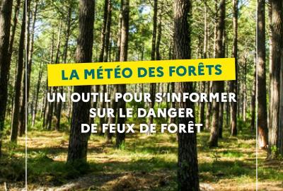 Forest weather