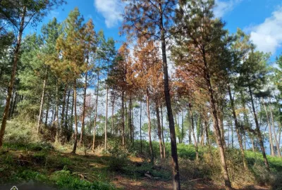 Forêt dépérissante