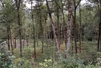 Projet expérimental futaie