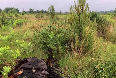 Reboisement forêt incendiée