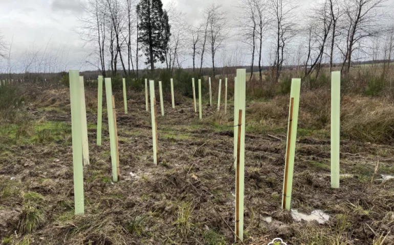 Plantation Les Essarts 1