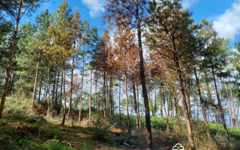 forêt scolyte